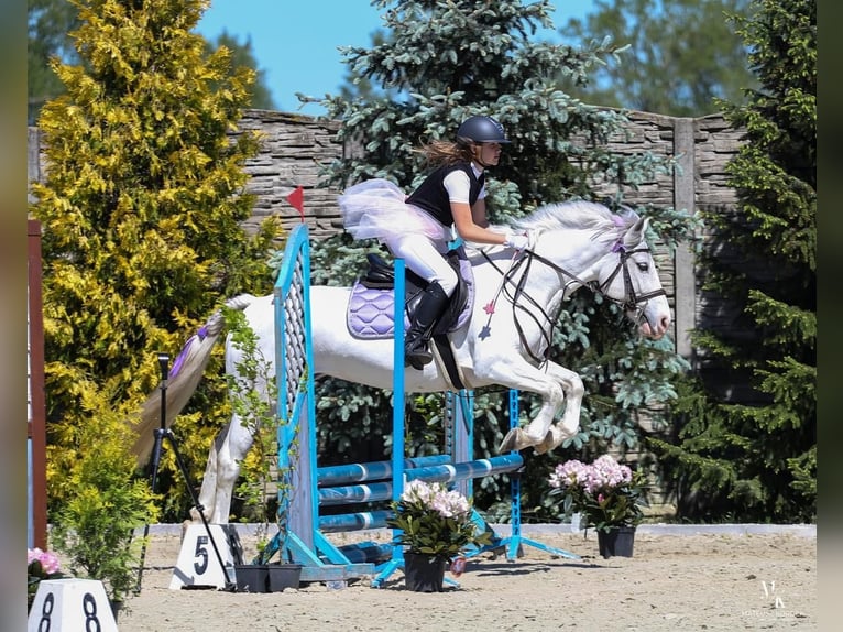 Connemara Mix Mare 7 years 13,2 hh Gray in Paruszka