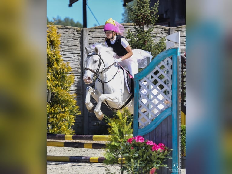 Connemara Mix Mare 7 years 13,2 hh Gray in Paruszka