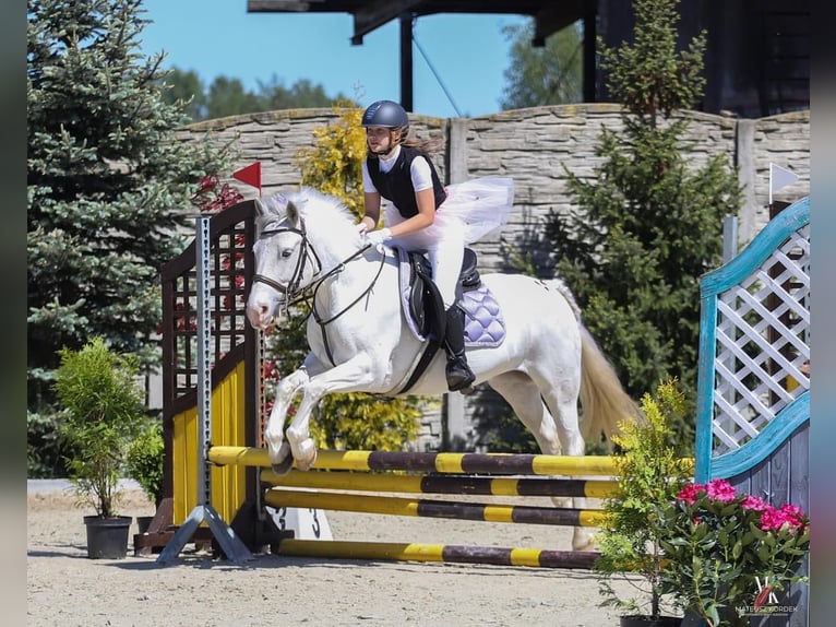 Connemara Mix Mare 7 years 13,2 hh Gray in Paruszka