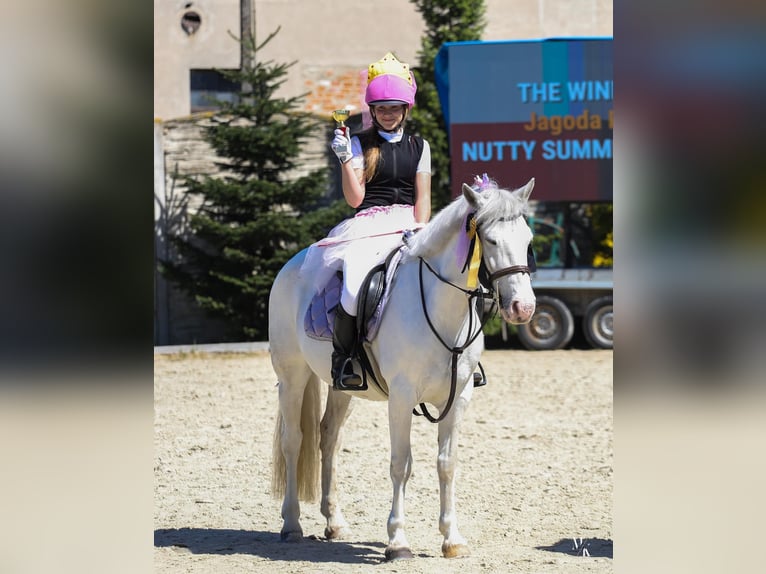 Connemara Mix Mare 7 years 13,2 hh Gray in Paruszka