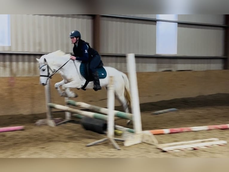 Connemara Mare 7 years 13,2 hh Grey in Sligo