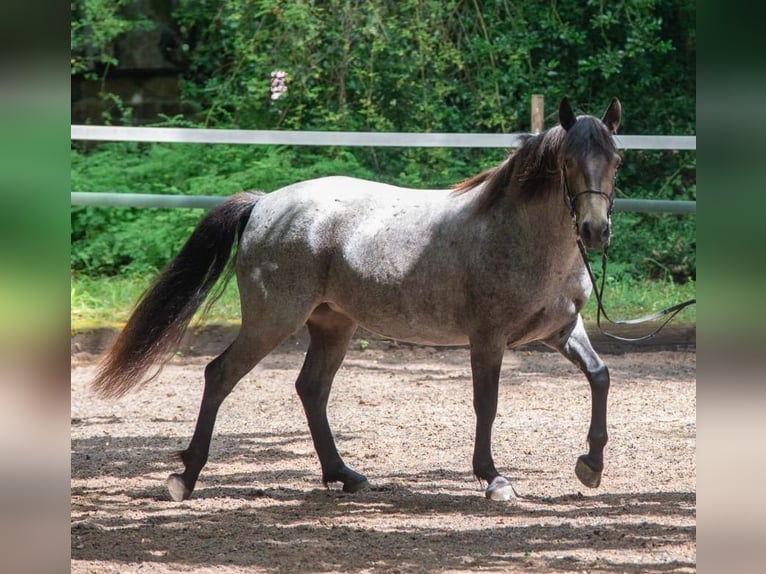 Connemara Mare 7 years 14.1 hh Buckskin in Lohr am Main