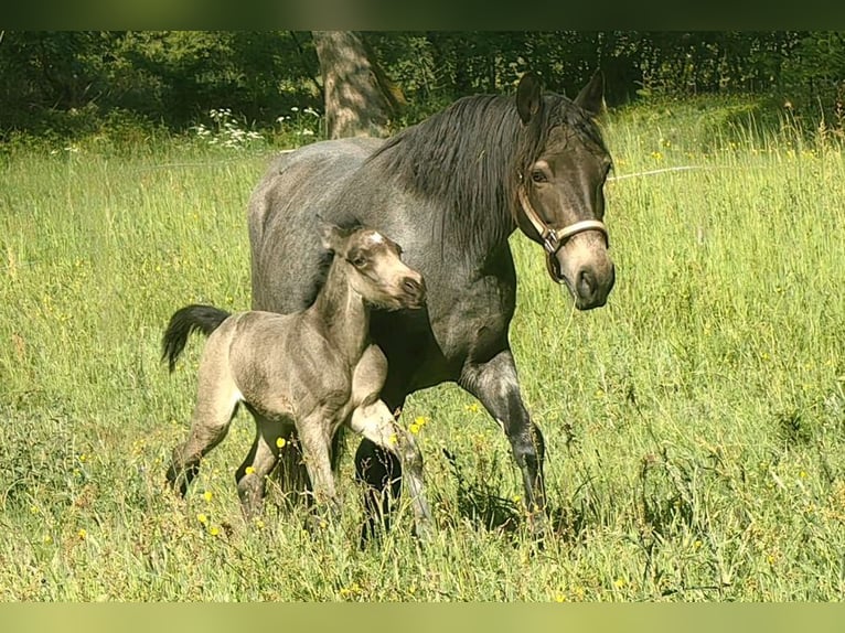 Connemara Mare 7 years 14.1 hh Buckskin in Lohr am Main