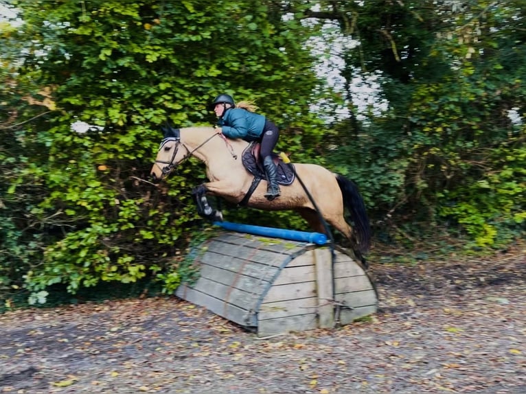 Connemara Mare 7 years 14.1 hh Dun in Mountrath, Co. Laois