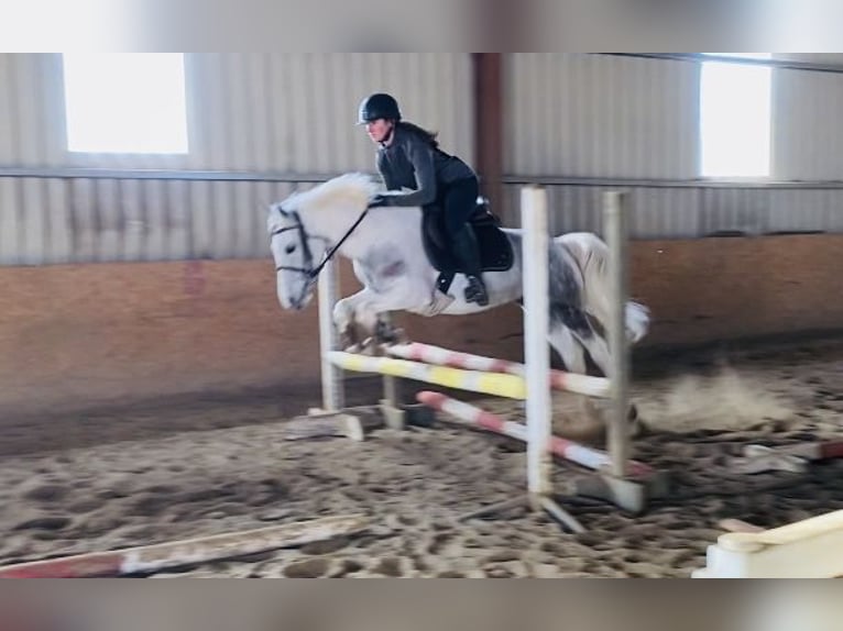 Connemara Mare 7 years 14,1 hh Gray-Blue-Tan in Sligo