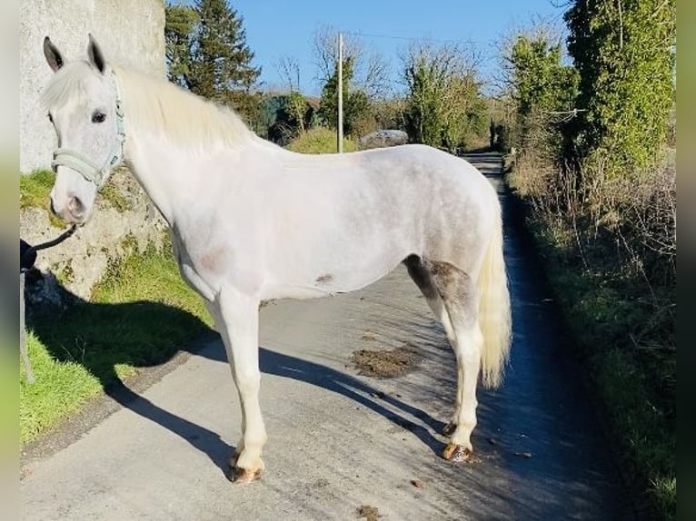 Connemara Mare 7 years 14,1 hh Gray-Blue-Tan in Sligo