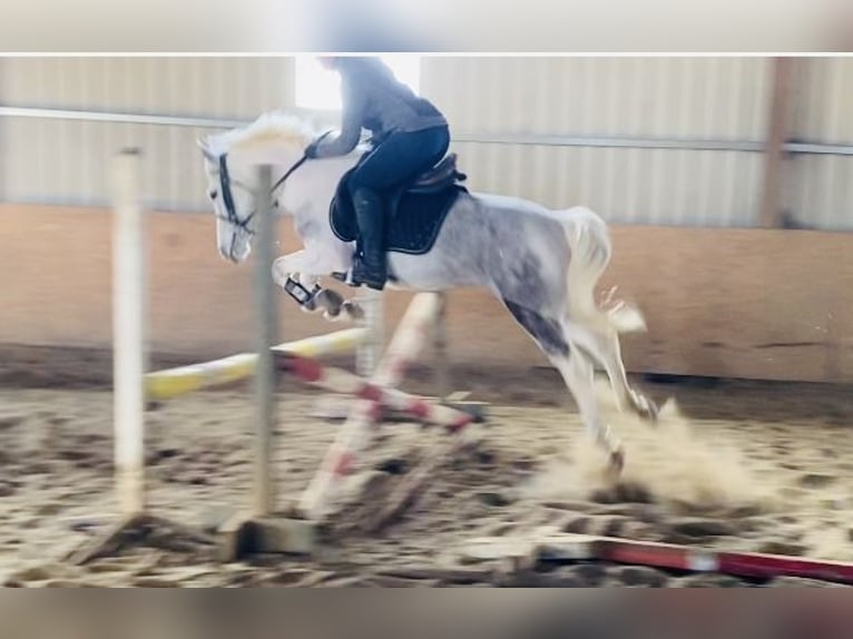 Connemara Mare 7 years 14,1 hh Gray-Blue-Tan in Sligo