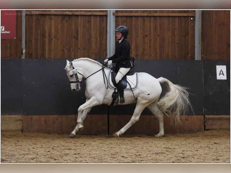 Connemara Mare 7 years 14,1 hh Gray in Lisberg