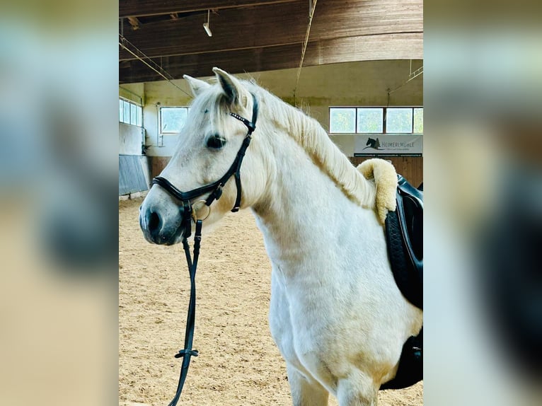 Connemara Mare 7 years 14,1 hh Gray in Furth im Wald