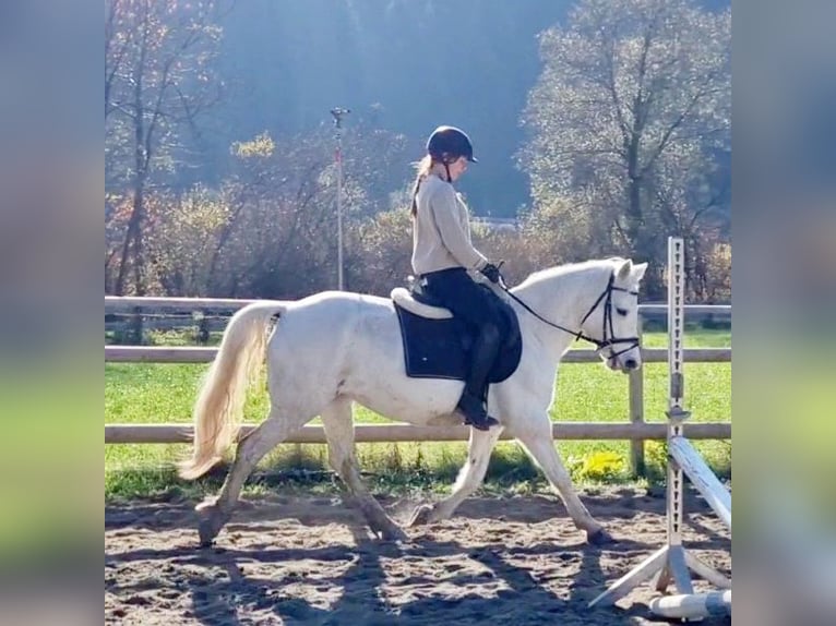 Connemara Mare 7 years 14,1 hh Gray in Gummern