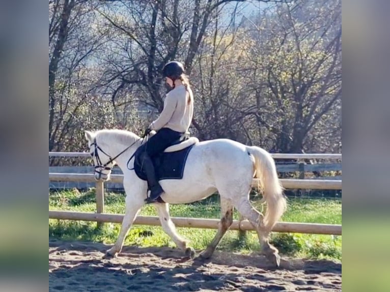 Connemara Mare 7 years 14,1 hh Gray in Gummern