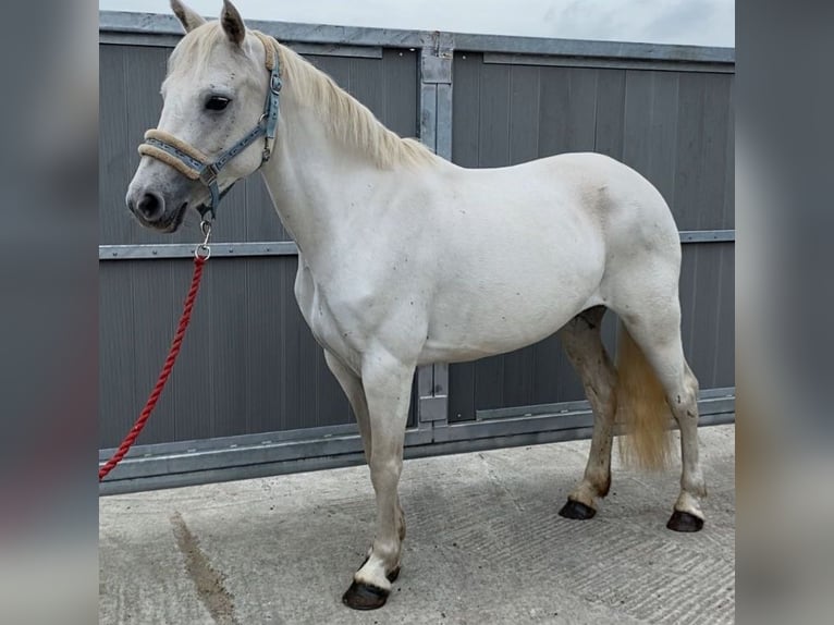 Connemara Mare 7 years 14,1 hh Gray in Gummern