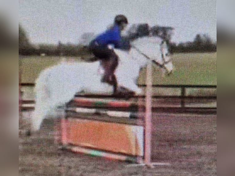 Connemara Mare 7 years 14,1 hh Gray in Gummern