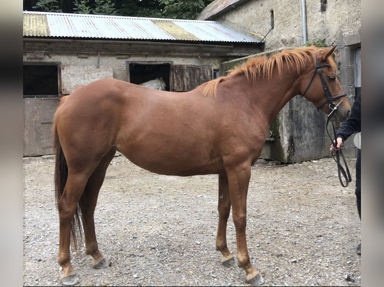 Connemara Mix Mare 7 years 14,2 hh Chestnut-Red in moyvore