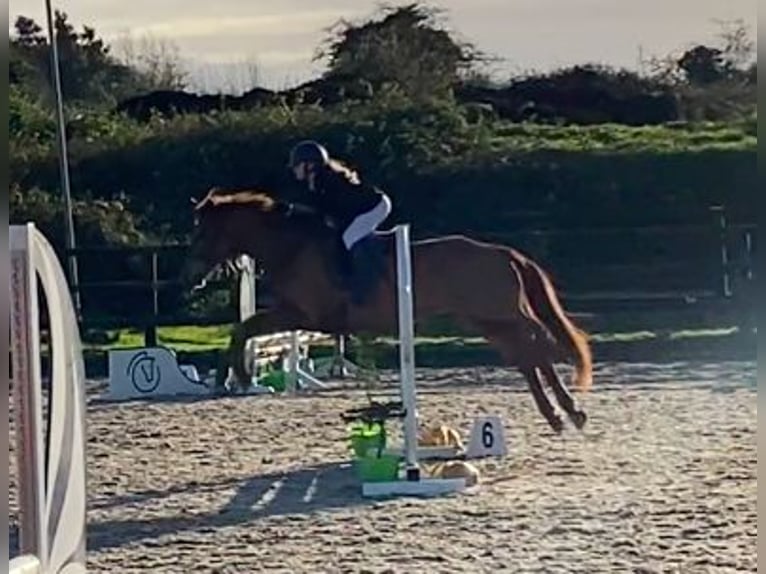 Connemara Mix Mare 7 years 14,2 hh Chestnut-Red in moyvore