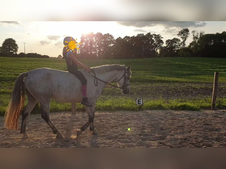 Connemara Mare 7 years 14,2 hh Gray in Garding