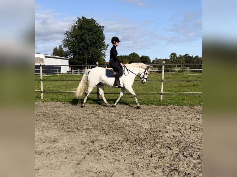 Connemara Mare 7 years 14,2 hh Gray in Garding