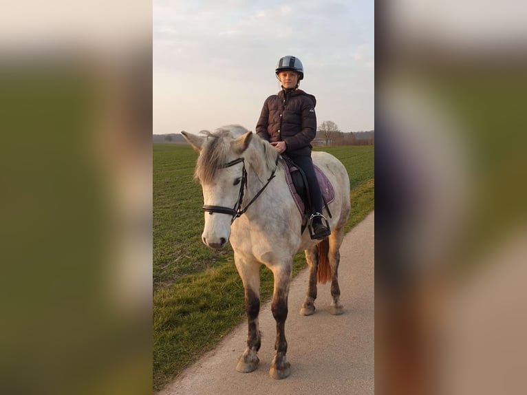 Connemara Mare 7 years 14,2 hh Gray in Garding