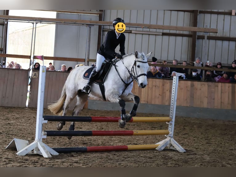 Connemara Mare 7 years 14,2 hh Gray in Garding