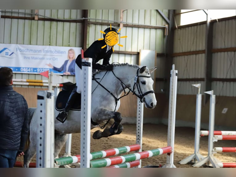 Connemara Mare 7 years 14,2 hh Gray in Garding