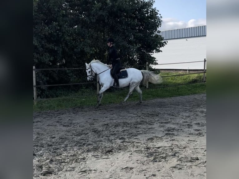 Connemara Mare 7 years 14,2 hh Gray in Garding