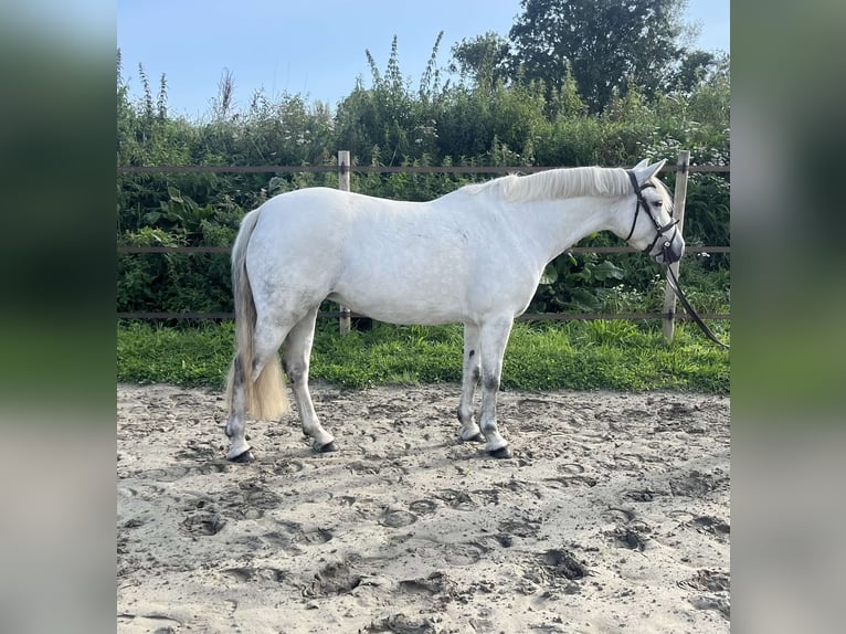 Connemara Mare 7 years 14,2 hh Gray in Garding