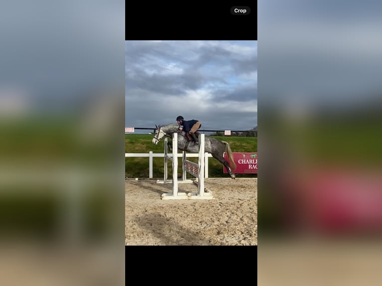 Connemara Mix Mare 7 years 14,2 hh Gray in Clones