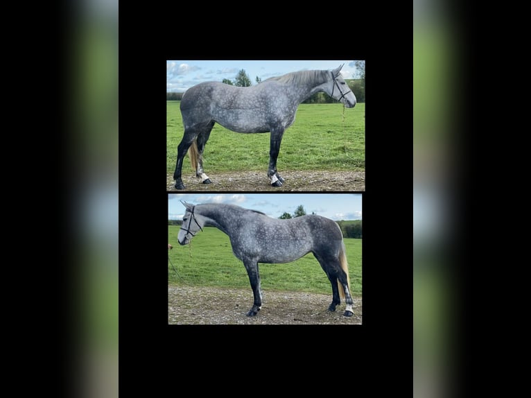 Connemara Mix Mare 7 years 14,2 hh Gray in Clones