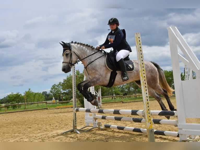 Connemara Mare 7 years 14,2 hh Roan-Blue in Pierrelatte