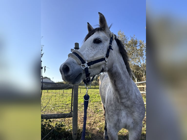 Connemara Mare 7 years 14,2 hh Roan-Blue in Pierrelatte