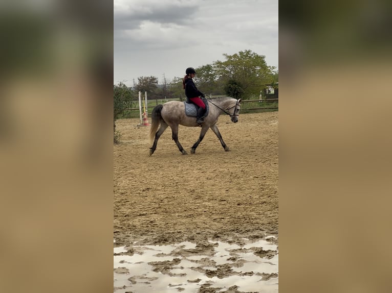 Connemara Mare 7 years 14,2 hh Roan-Blue in Pierrelatte