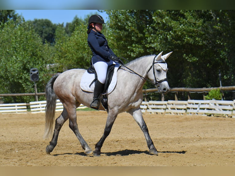 Connemara Mare 7 years 14,2 hh Roan-Blue in Pierrelatte