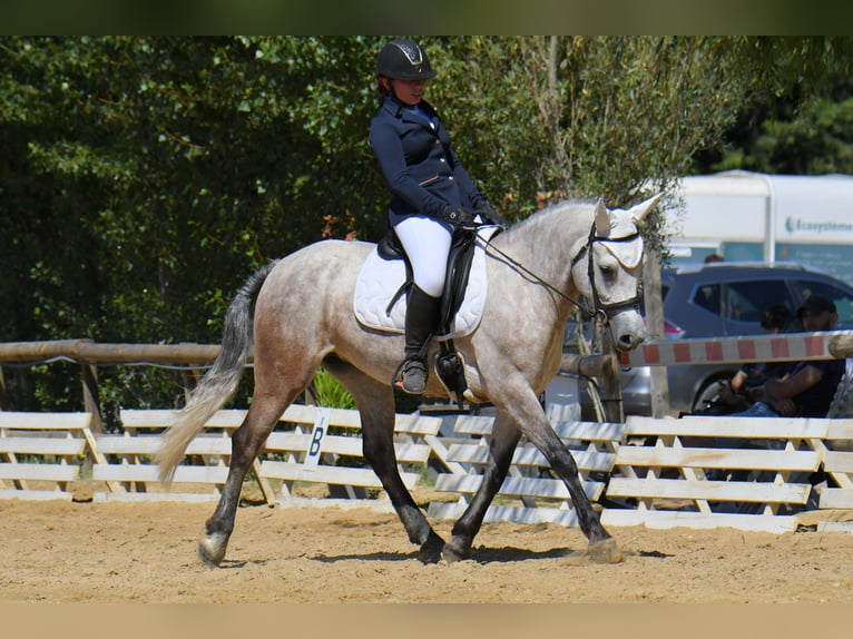 Connemara Mare 7 years 14,2 hh Roan-Blue in Pierrelatte