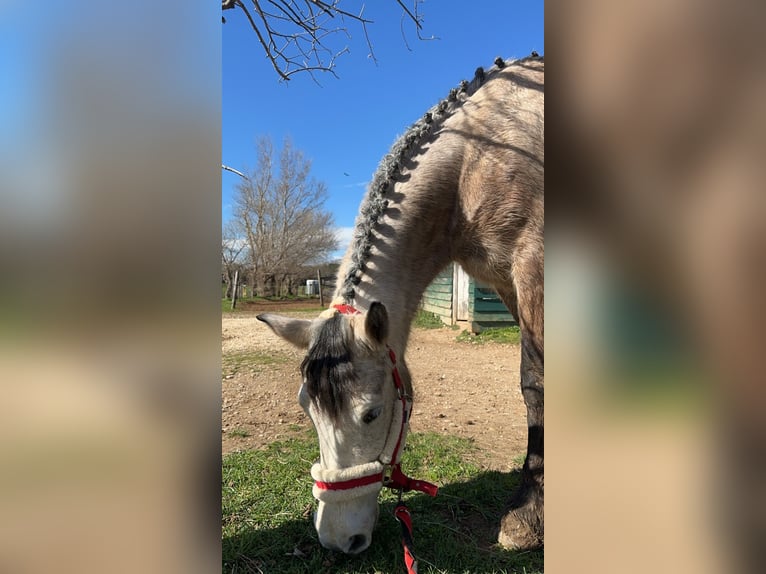 Connemara Mare 7 years 14,2 hh Roan-Blue in Pierrelatte