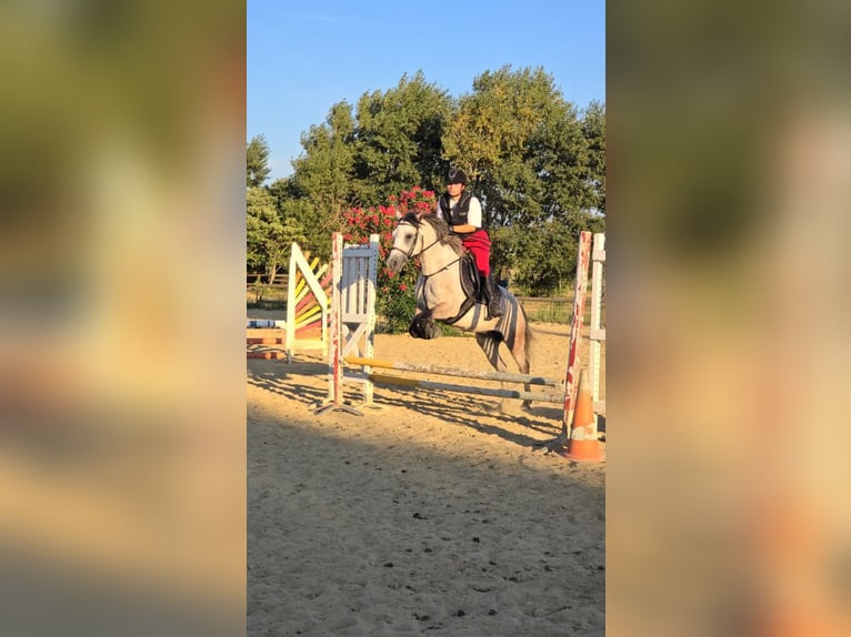 Connemara Mare 7 years 14,2 hh Roan-Blue in Pierrelatte