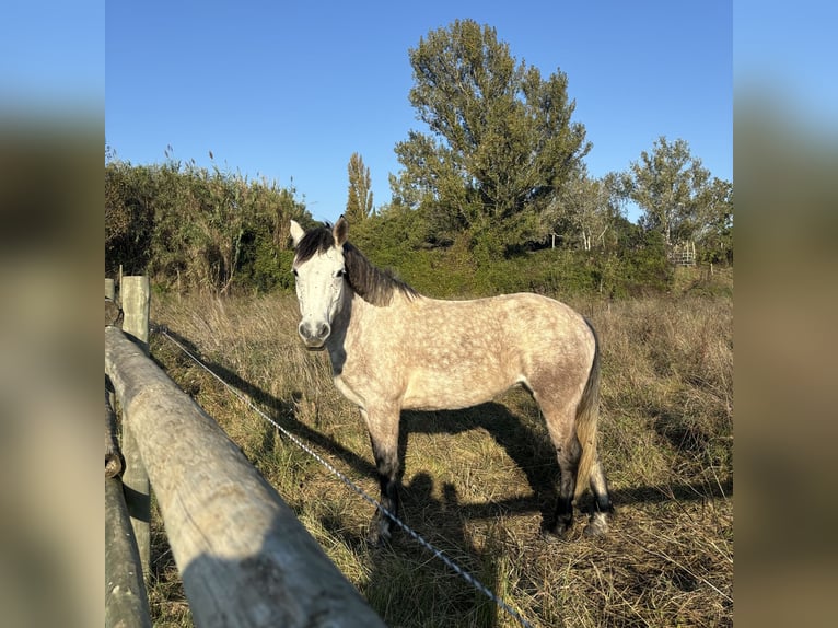 Connemara Mare 7 years 14,2 hh Roan-Blue in Pierrelatte