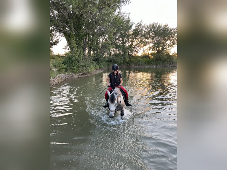 Connemara Mare 7 years 14,2 hh Roan-Blue in Pierrelatte