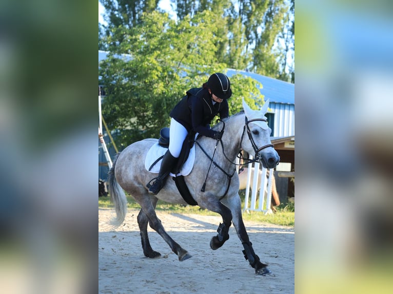 Connemara Mare 7 years 14,2 hh Roan-Blue in Pierrelatte