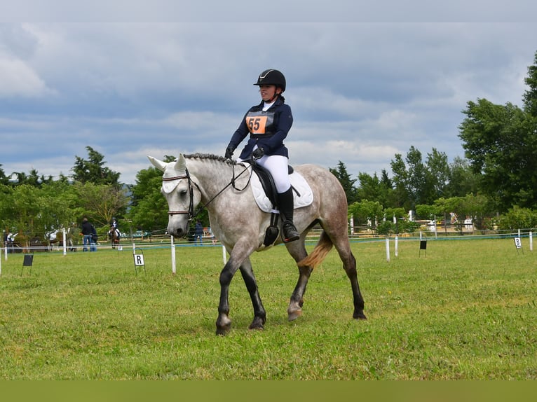 Connemara Mare 7 years 14,2 hh Roan-Blue in Pierrelatte