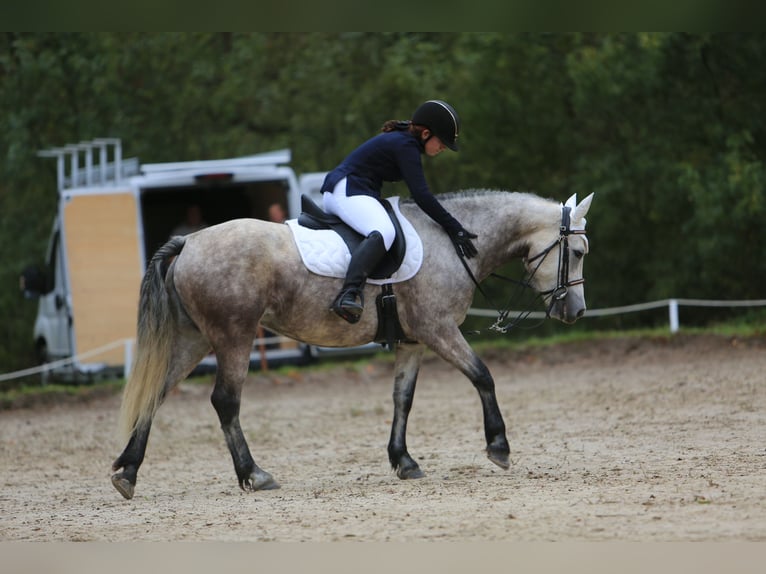 Connemara Mare 7 years 14,2 hh Roan-Blue in Pierrelatte