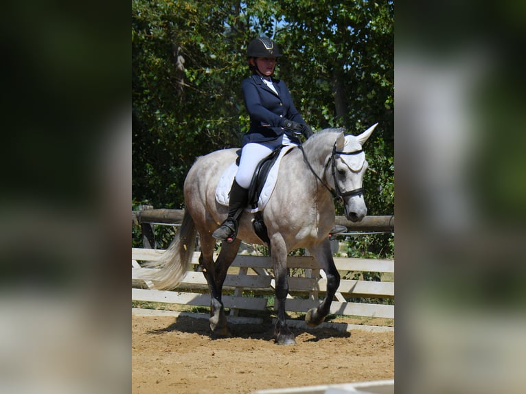 Connemara Mare 7 years 14,2 hh Roan-Blue in Pierrelatte