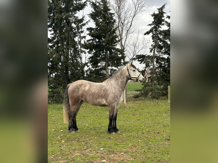 Connemara Mare 7 years 14,2 hh Roan-Blue in Pierrelatte