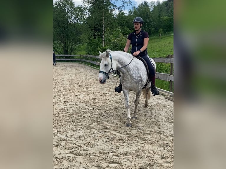 Connemara Mare 7 years 14 hh Gray-Dapple in Bad Laasphe