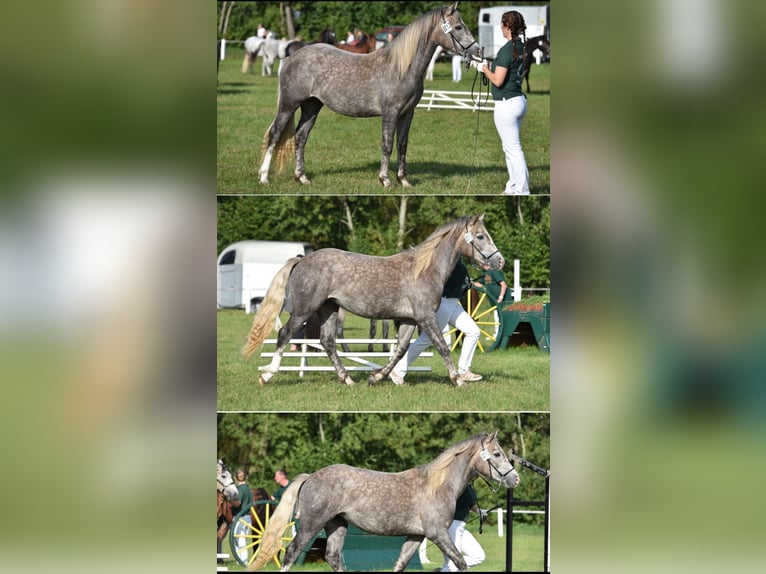 Connemara Mare 7 years 14 hh Gray-Dapple in Bad Laasphe