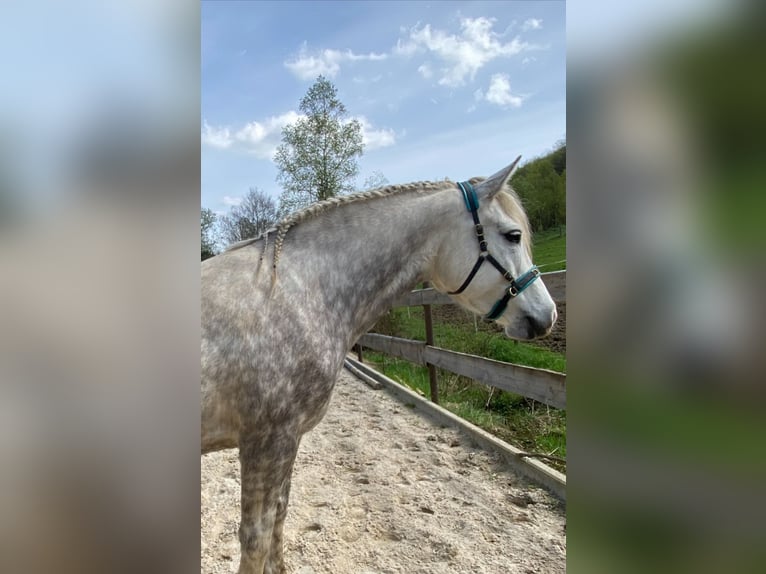 Connemara Mare 7 years 14 hh Gray-Dapple in Bad Laasphe