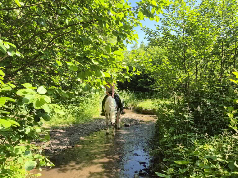 Connemara Mare 7 years 14 hh Gray in HeidenrodH