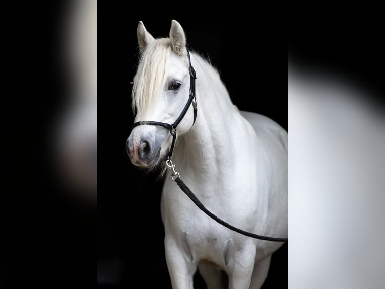 Connemara Mare 7 years 14 hh Gray in HeidenrodH