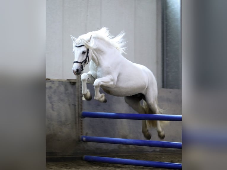 Connemara Mare 7 years 14 hh Gray in HeidenrodH
