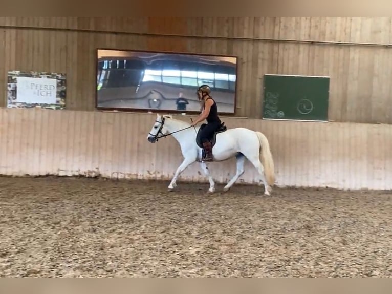 Connemara Mare 7 years 14 hh Gray in HeidenrodH