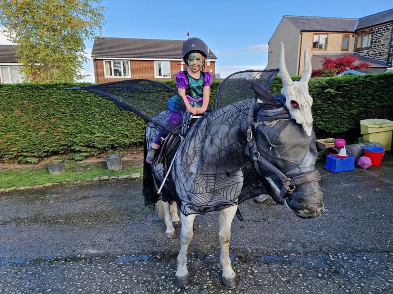 Connemara Mare 7 years 14 hh Grey in Belfast